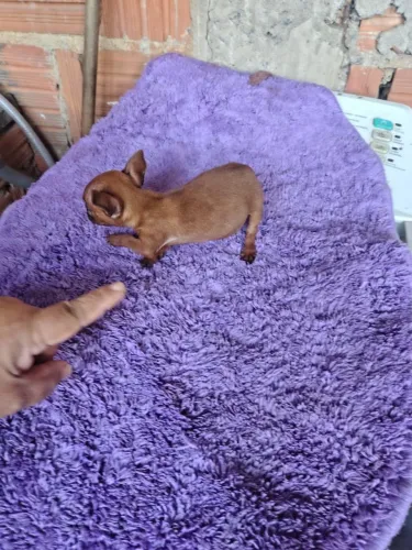Vende se cachorro pinscher