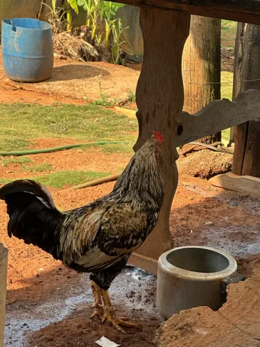 Vendo 3 galos caipiras