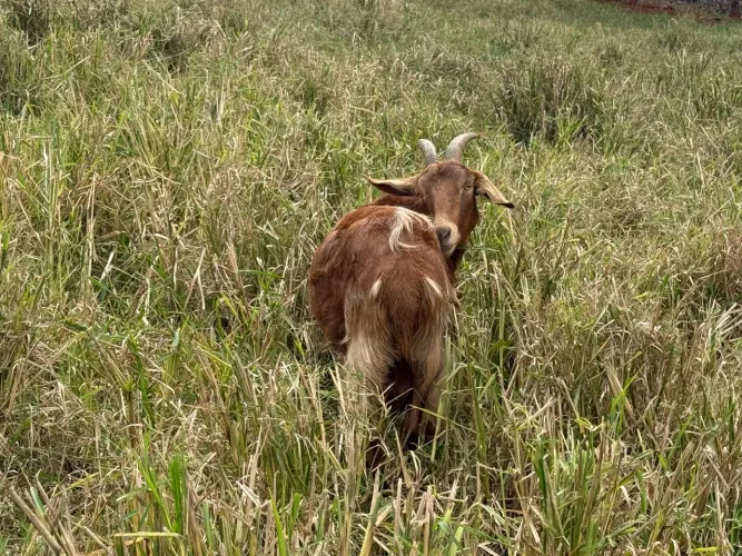 Vendo cabras, cabritas e bode 