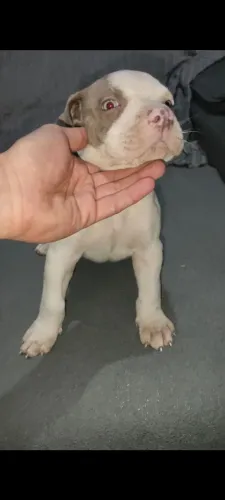 PITMONSTER FEMEA