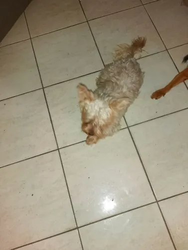 Procuro fêmea para acasalar com meu machinho   