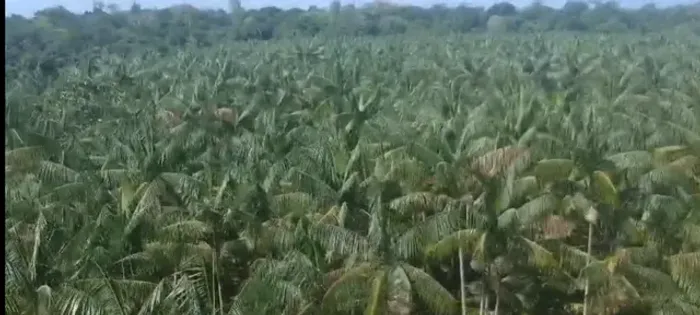 Grande oportunidade de negocio 350 hectares Açaizal com 40 mil pés