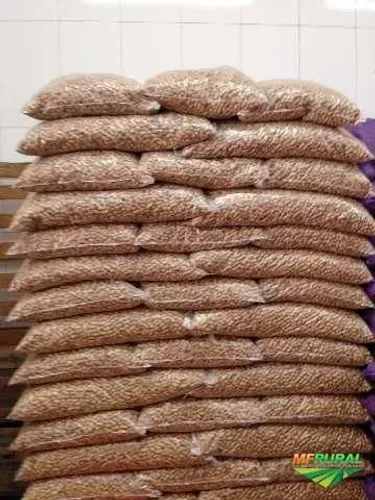 Amendoim cru com casca saco com 10 kg