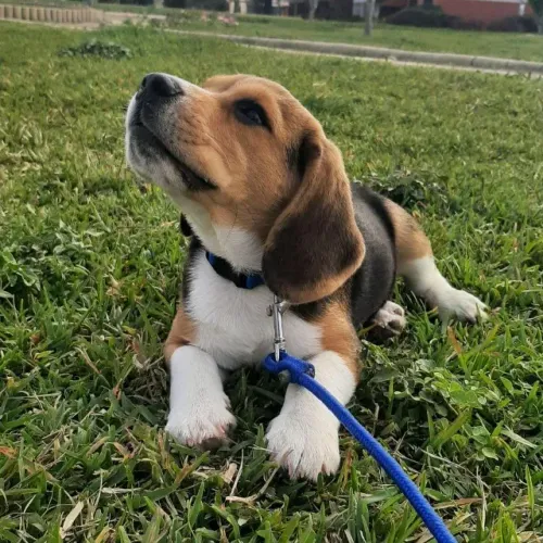 Beagle jangado