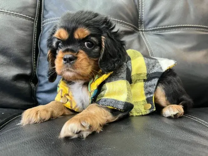 Cavalier King Spaniel Macho Mini - Entregamos em todo Brasil