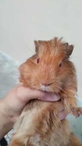 Viveiro com porquinho da índia 