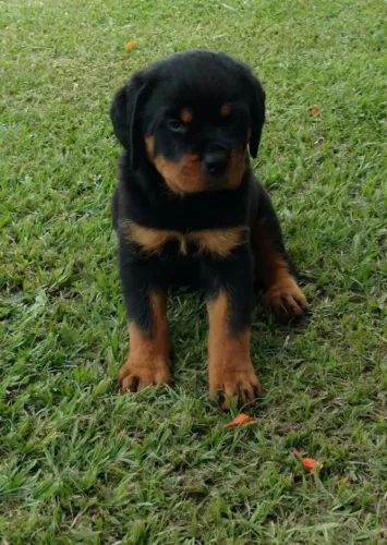 Rottweiler macho padrão cabeça de touro esta com 56 dias vacinado com pedigree e contrato