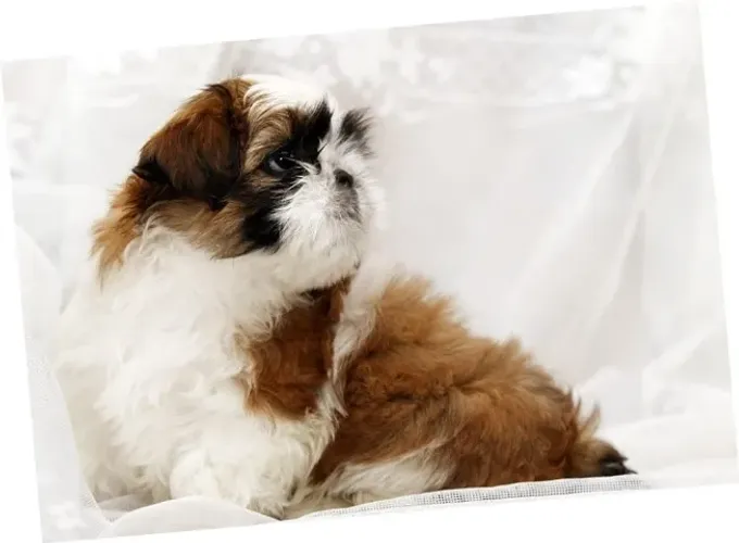 Shih-Tzu Micro Dourado Macho - Compacto, Charmoso e Inteligente!
