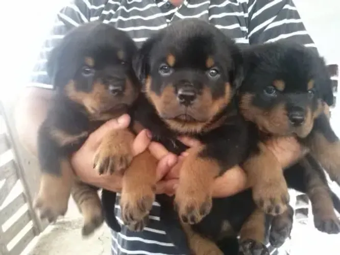 Rottweiler- Lindos Filhotes com Garantia de Saúde - Transparência Total!