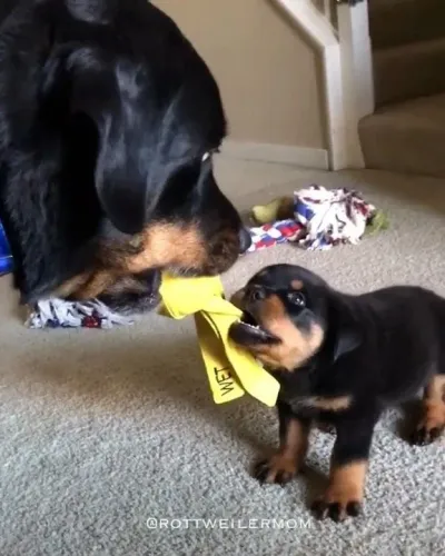 Filhotes Rottweiler ja quer disputar com o pai