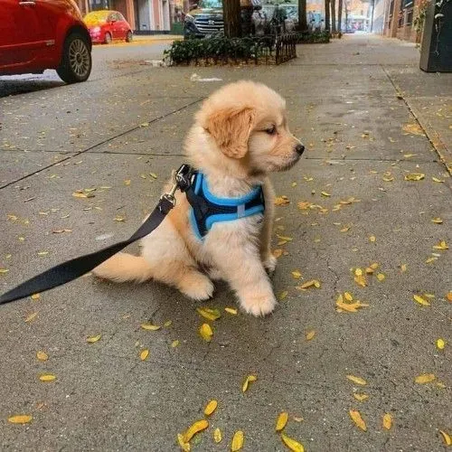 Filhotes de Golden Retriever mocinho