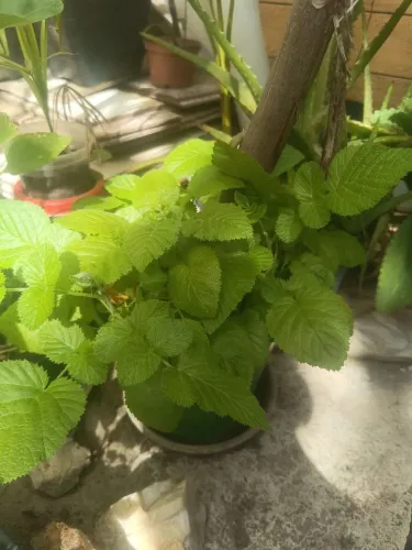 Mudas de framboesa