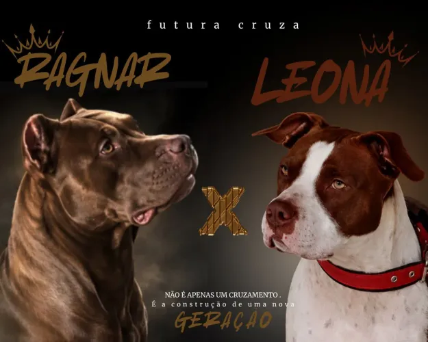 American Pit Bull terrier