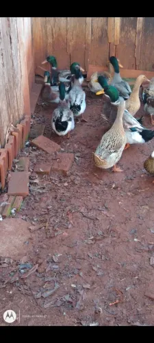 MARRECO