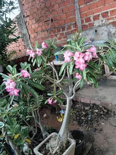 Rosa do deserto  somalence 