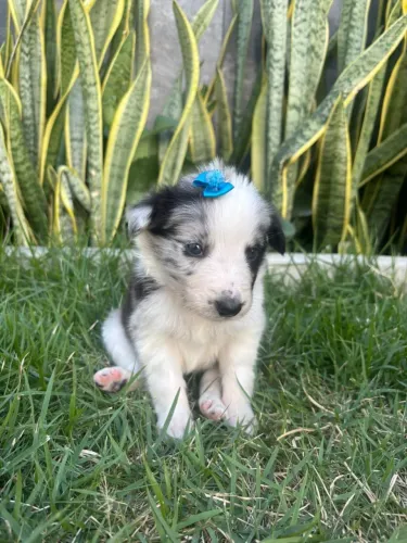 Filhote Border collie blue merle 