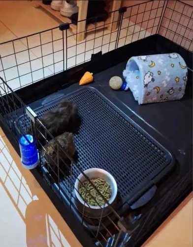 Dupla de porquinho à Venda: por Apenas R$150!