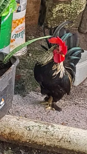 Galo garnize
