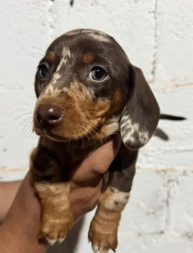 Filhotes de Dachshund, basset, salsicha mofado 