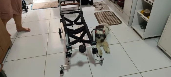 Cadeira de rodas pet 