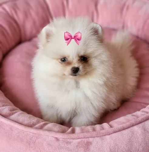 Spitz alemão/ Lulu da pomerania fêmea anã