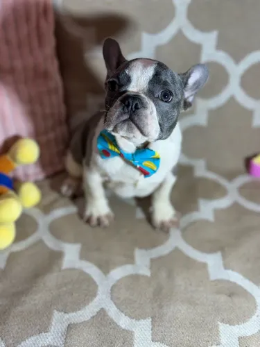 Bulldog francês bem pequeno TOP - VALOR MEGA ESPECIAL