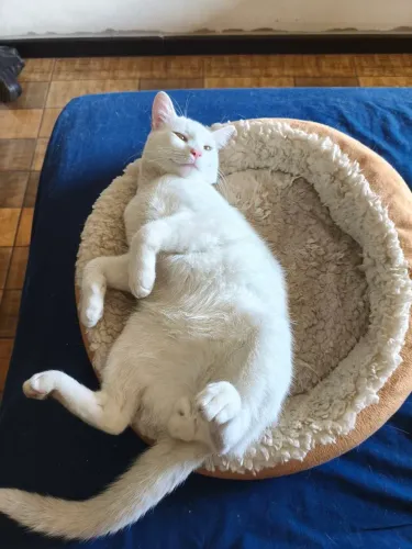 Gato branco