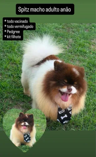 Spitz Macho