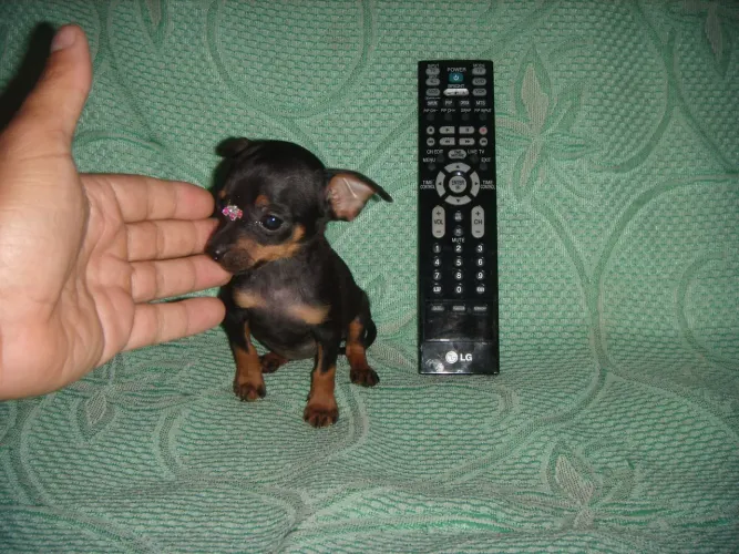 Pinscher 00...micrinhos. Fêmea e macho...Vacinados...ac.Cartão