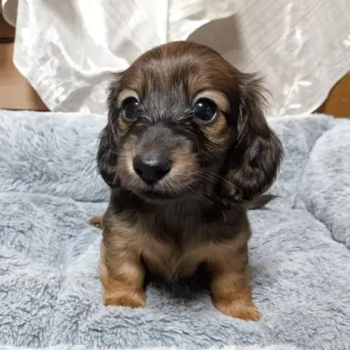 Cãozinho dachshund/teckel/basset/salsicha/cofap pronto entrega