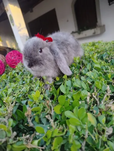 Coelho mini Lop disponível