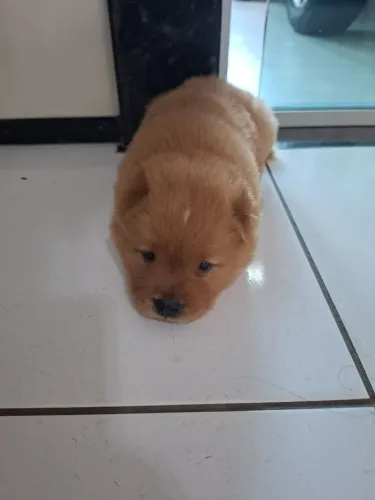 Filhote de Chow Chow 100% puro