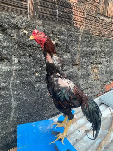 Frango indiano