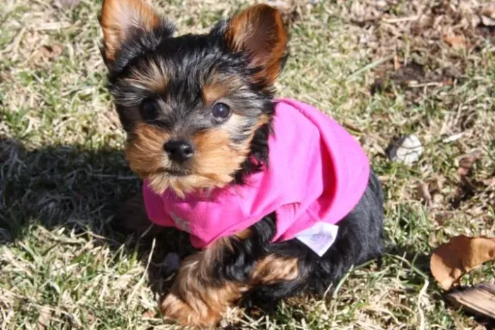Cachorro filhote yorkshire brincalhão e super dócil com contrato