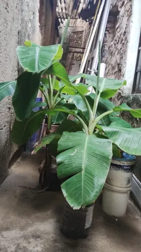 MUDA DE BANANEIRA PRATA R$35,00