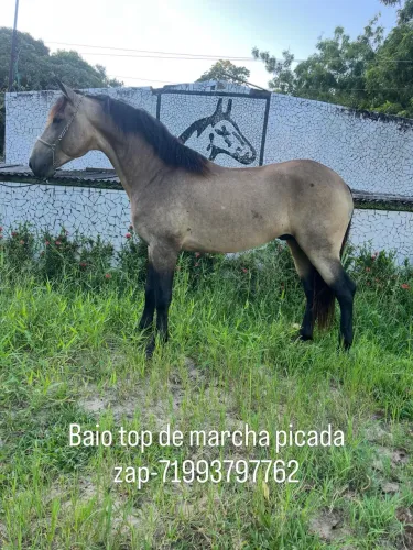PROMOÇÃO DA SEMANA CAVALO BAIO TOP DE PICADO