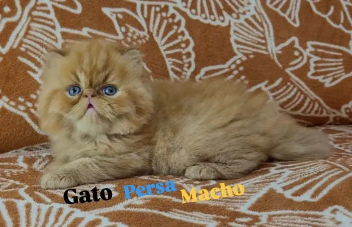 Gato persa filhote