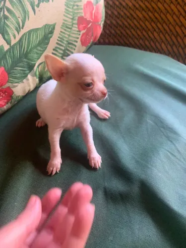 Filhote de chihuahua