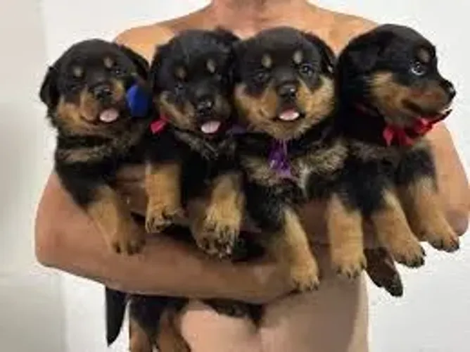 Rottweiler cabeça de touro macho e femea lindos