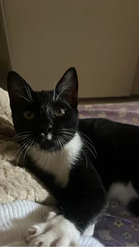 doa-se gatinho macho