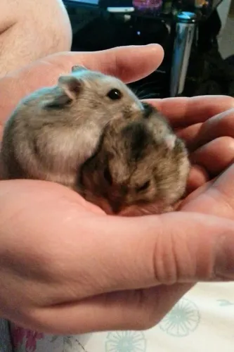 Hamster anão russo