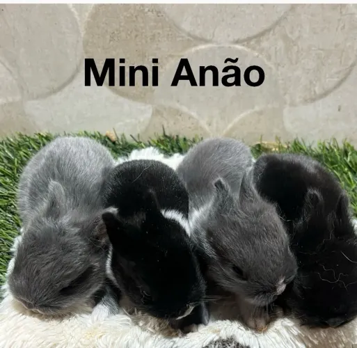 Mini coelhos