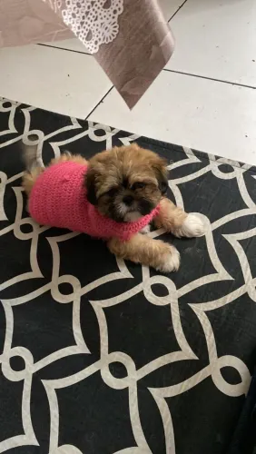 Vendo Shitzu puro 2 meses preço a negociar