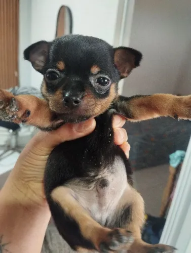 Vendo pinche número 1 macho