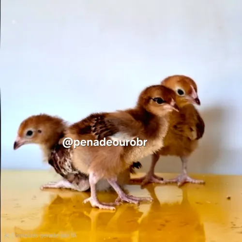 Pintinhos de Rhode Island Red
