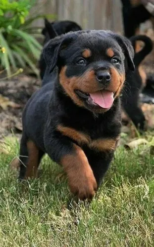 Rottweiler - Chegou A Hora De Encontrar Seu Novo Companheiro