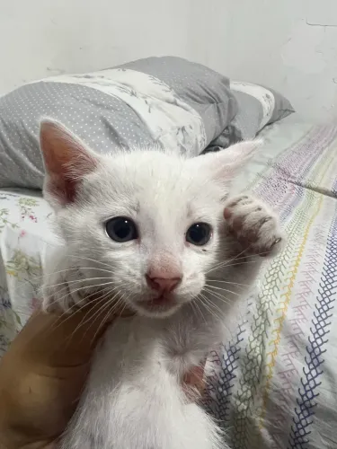 Gatinhos para adoção 