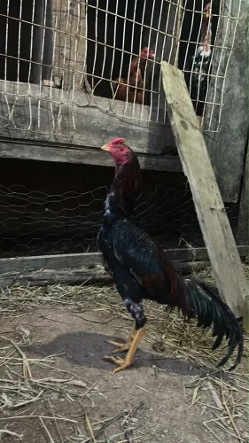 Vendo frango índio 