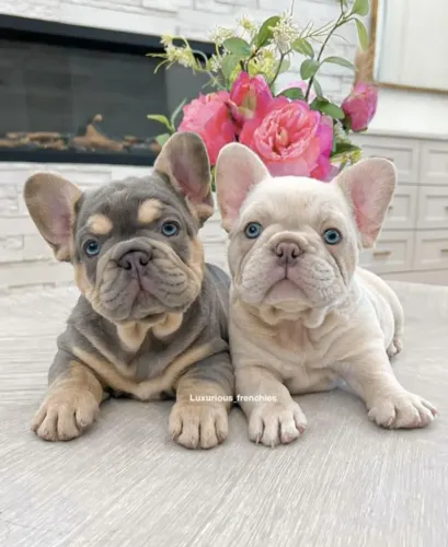 bulldog frances - vacinado