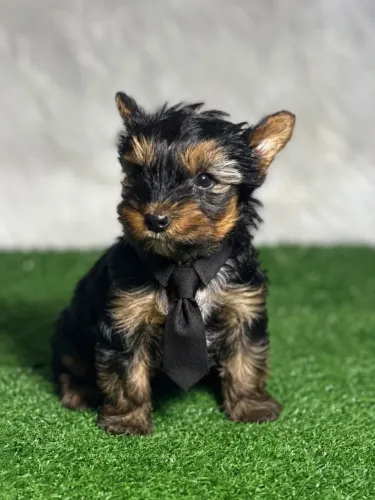 Yorkshire machinho 58 dias mini pronto pra sua casa